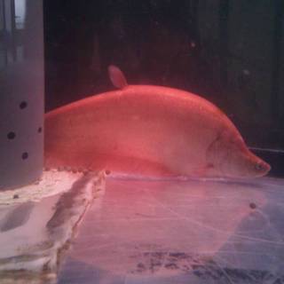 おかげさまで良い里親さまが見つかりました。