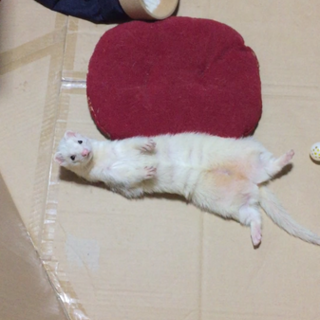 マーシャルフェレットです。