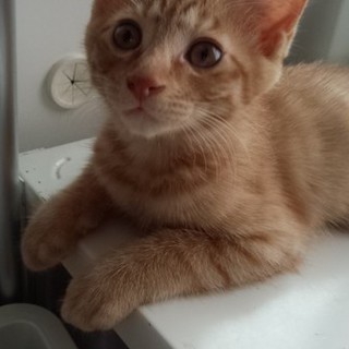 もっくん甘えん坊シャイな茶トラ