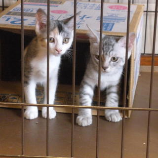 ３ヶ月サバ、三毛の兄妹　駆虫済