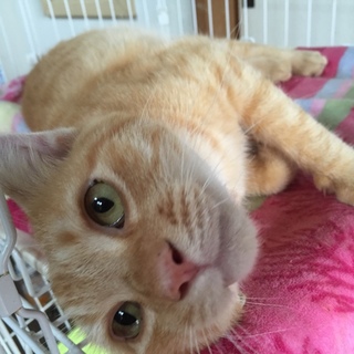 約１歳の茶トラの男の子