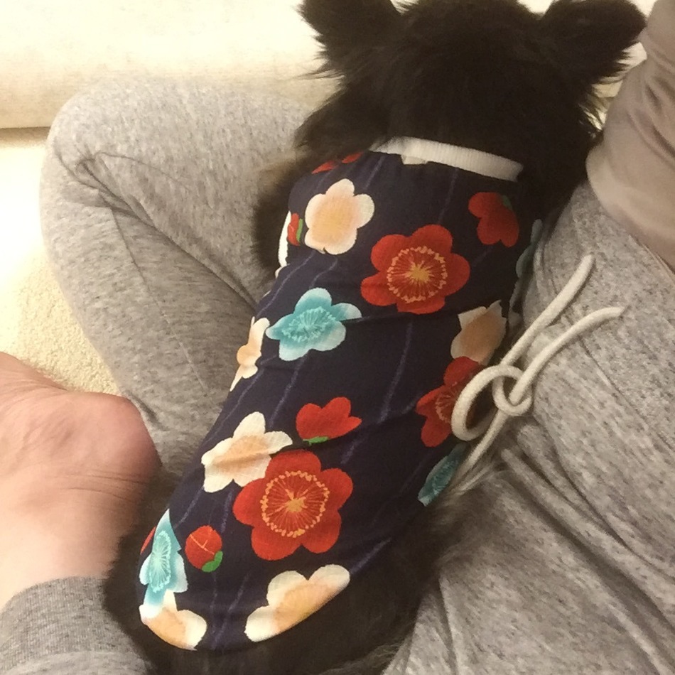 クロのカバー写真