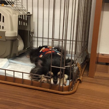 「はやくこんなもの脱がせて」