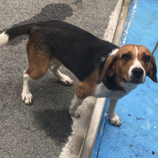 大人しめビーグルちゃん