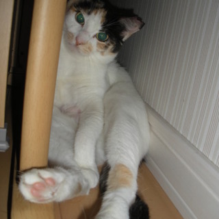 子育て頑張った１才三毛の珠手術ワクチン血液検査済