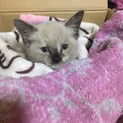 シャム系子猫ちゃんです
