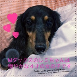 非営利動物保護団体ととのん『ととのんハウス』毎日譲渡会 サムネイル2