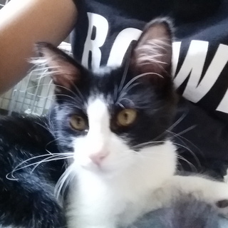 里親さん、決定しました。ありがとうございます！