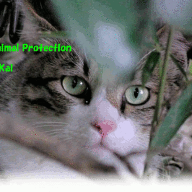 NPO法人京都どうぶつあいごの会のカバー写真