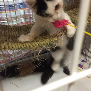 ウサギのチモシーで出来たつり橋を有効活用して遊んでます