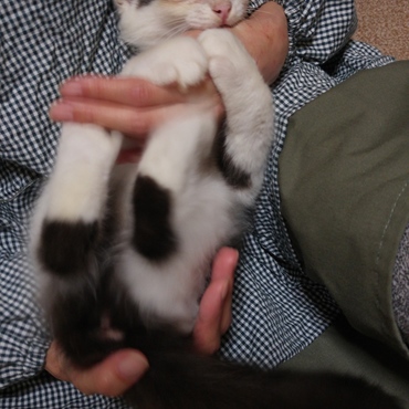 後ろ脚の同じような位置に黒が入ってて可愛いです