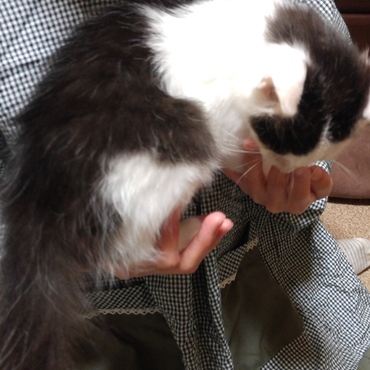 ウシオン(仮)の写真