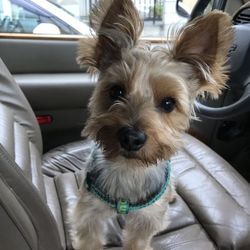 こじろう 去勢手術しました