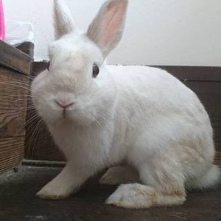 【里親様決定しました】みるく君