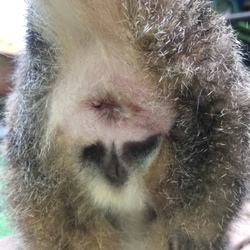 「肛門嚢炎ケア」サムネイル1