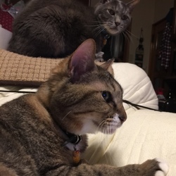 「肛門嚢炎ケア」サムネイル2