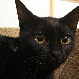 【僕を家族にして下さい!!!】