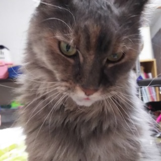 里親が決まりました。幸せを願います。