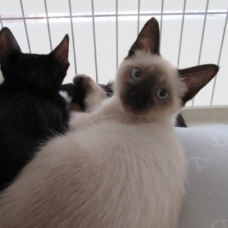 子猫「ルークス」２か月女の子