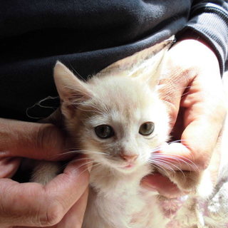 仮名　ほたて君