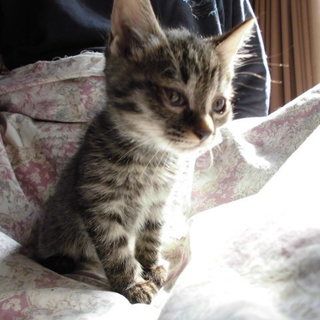 仮名　いくら君