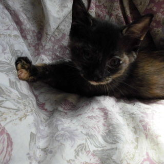 仮名　あまごちゃん