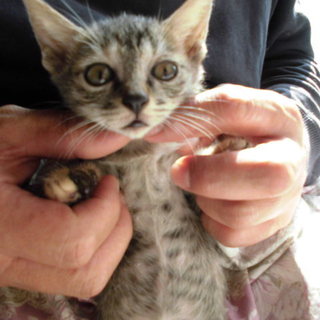 仮名　やまめちゃん