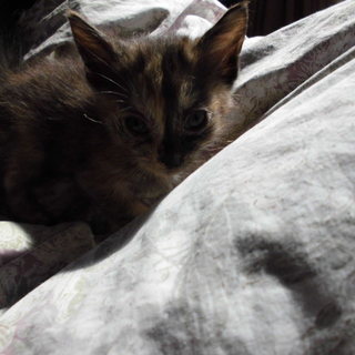 仮名　いわなちゃん