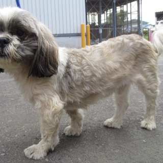 【助けて下さい‼️】迷子のシーズーです。