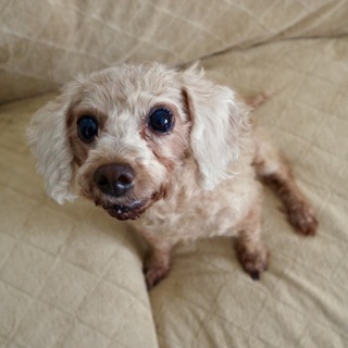 トイプードル（♀）