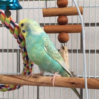 セキセイインコの里親様募集