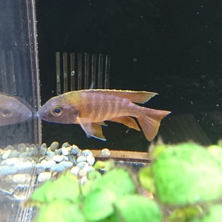 アウロノカラのオス(ハイブリッド)です