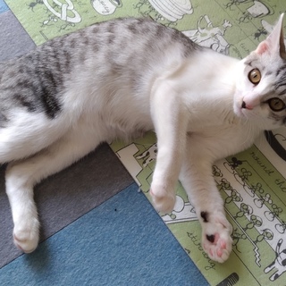 4兄妹の女の子　れもんちゃんです！