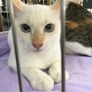 ブルーアイ❤白薄茶❤男の子　6ヵ月