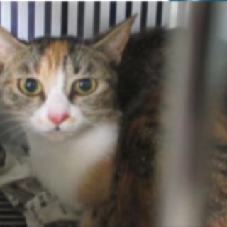 緊急!来週には殺されます!助けて下さい!