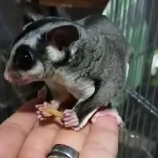 多数のご応募ありがとうございました♡フクロモモンガ