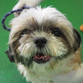 譲渡犬のご紹介