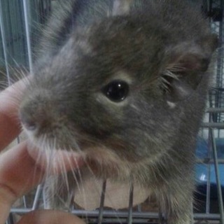 さみしがり屋のデグーブルーの男の子