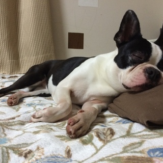 誰か引き取ってほしいです。♀メグ