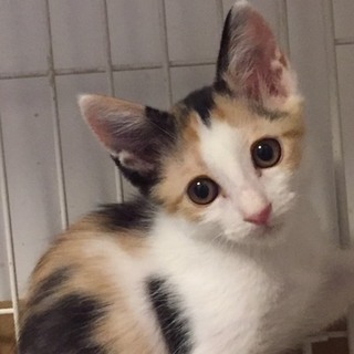 ミケ子猫ちゃん