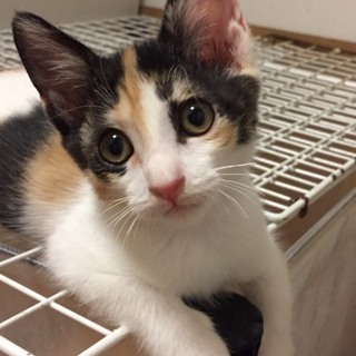 ミケ子猫ちゃん