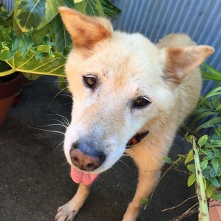 【急募】15歳の愛犬。里親募集。