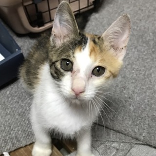 元気いっぱいな三毛猫♀です。