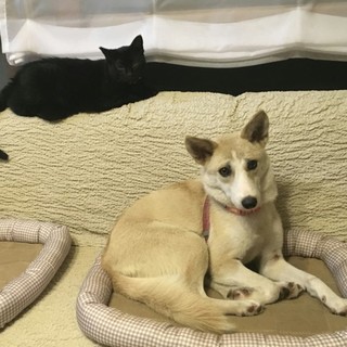 人懐こいコロンちゃん