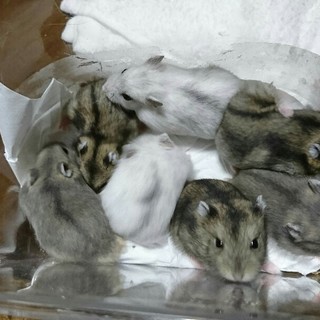 ジャンガリアン8月20日生まれ