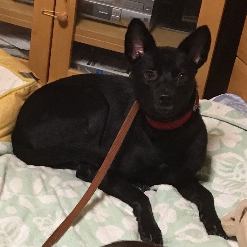 袮寧(ねね)のカバー写真