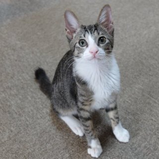 ピトッとくっついてくる甘えん坊