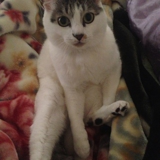 里親募集です。お願いします。