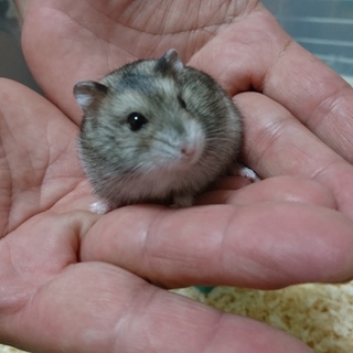 保護ハムスターが出産したベビー