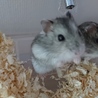 保護ハムスターが出産したベビー サムネイル2